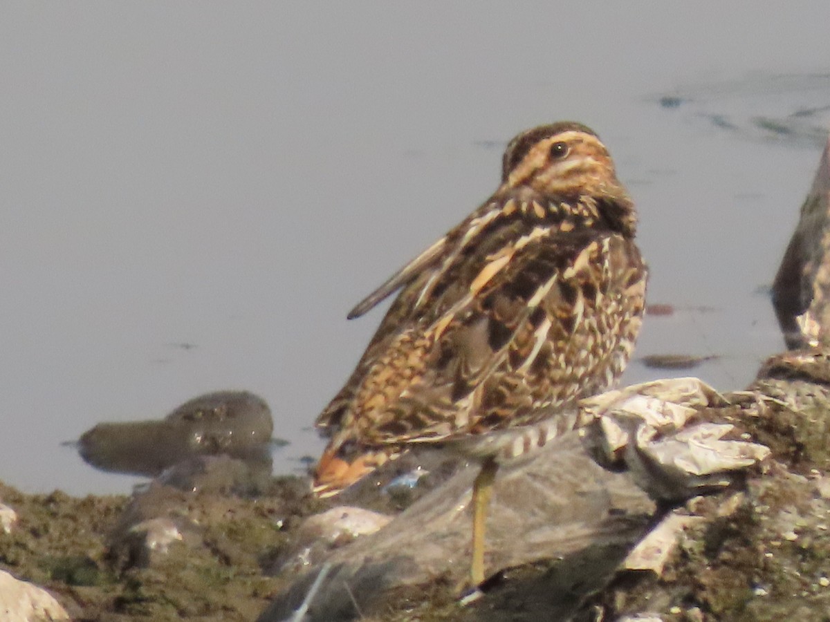 ハリオシギ - ML645838283