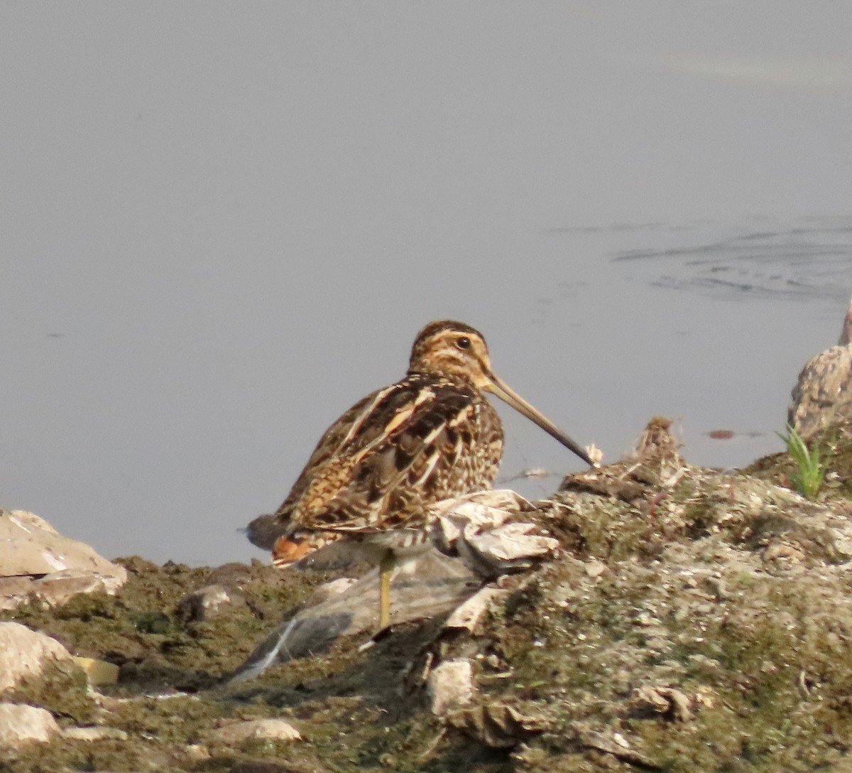 ハリオシギ - ML645838284