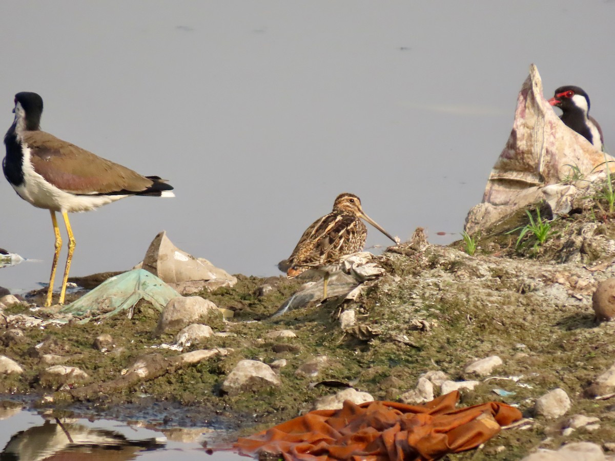 ハリオシギ - ML645838285