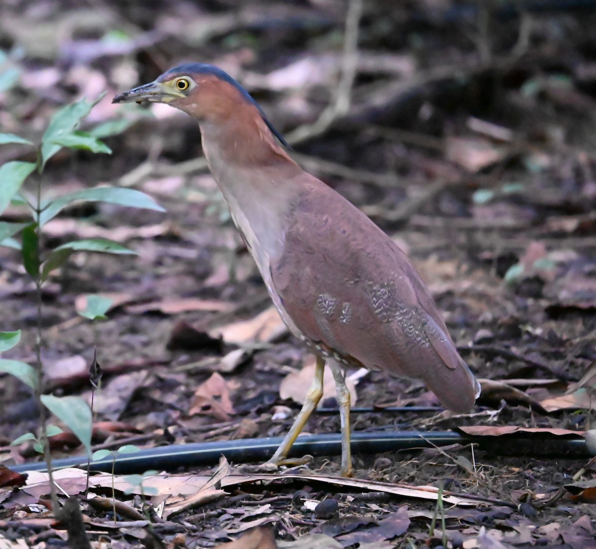 Malay Gece Balıkçılı - ML645838286