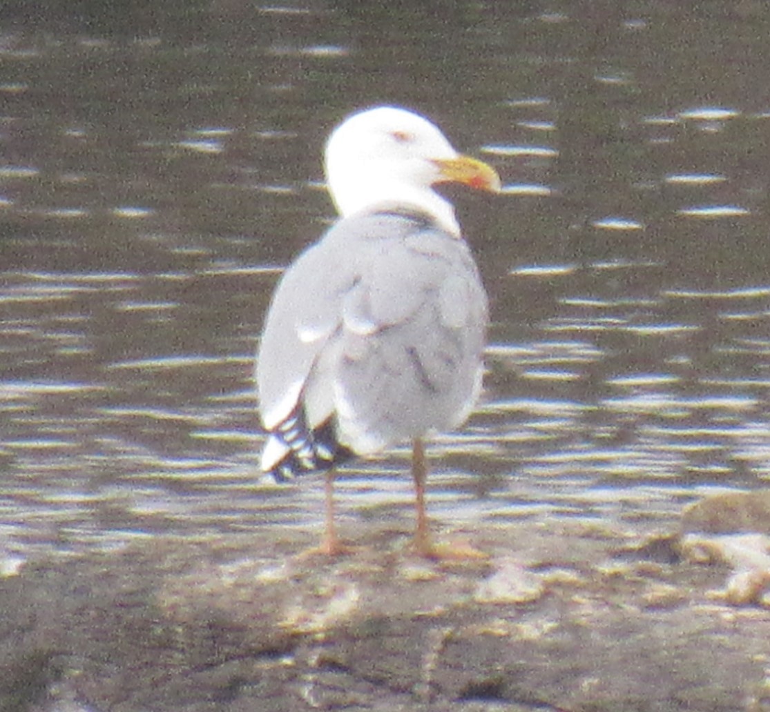 Yellow-legged Gull - ML645838287