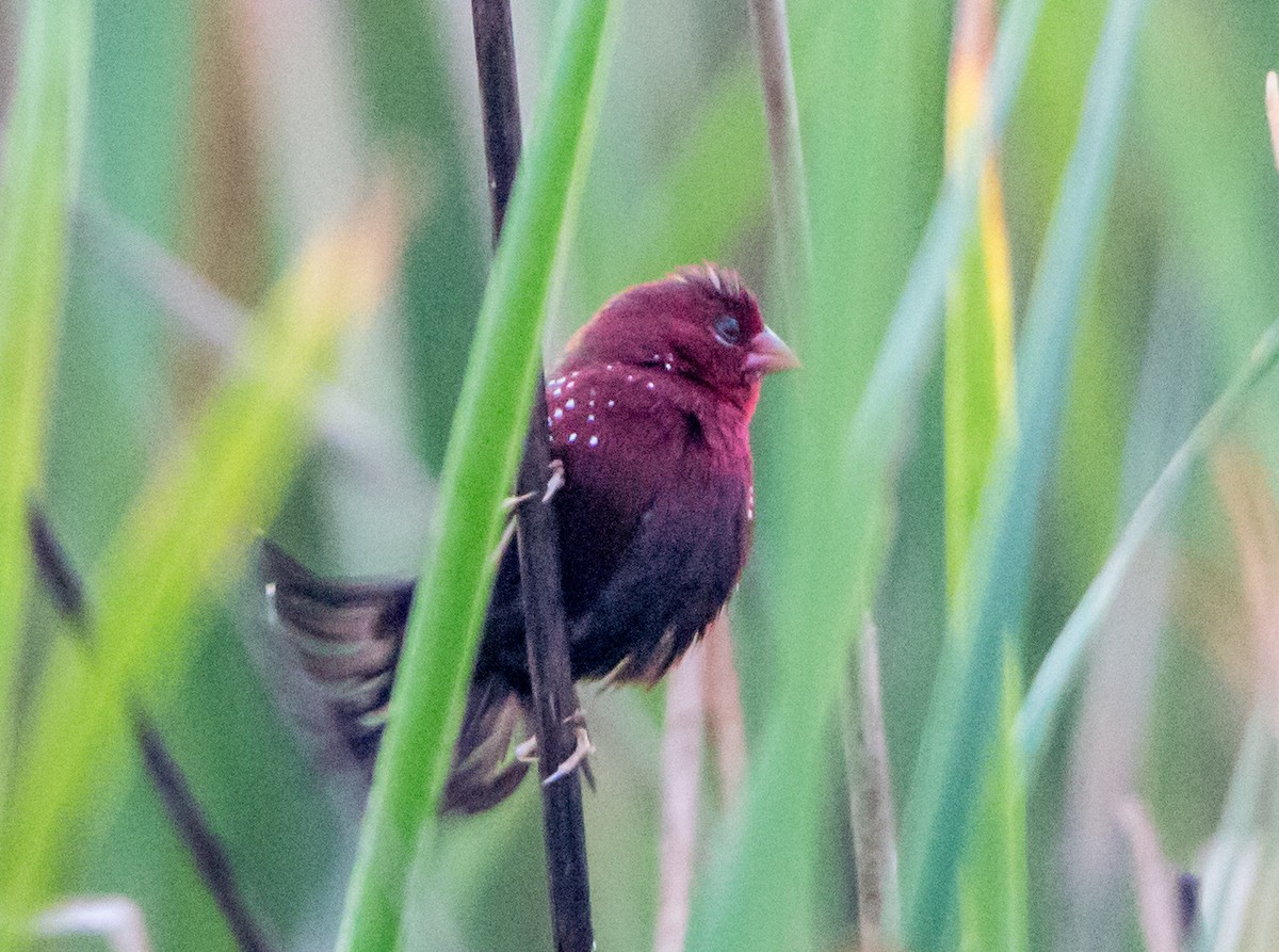 Red Avadavat - ML645838294