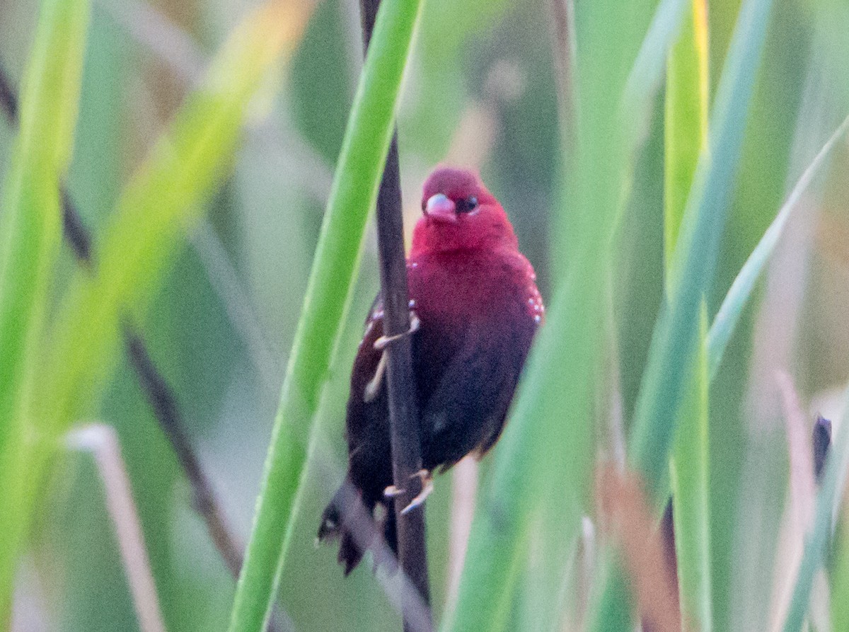 Red Avadavat - ML645838295