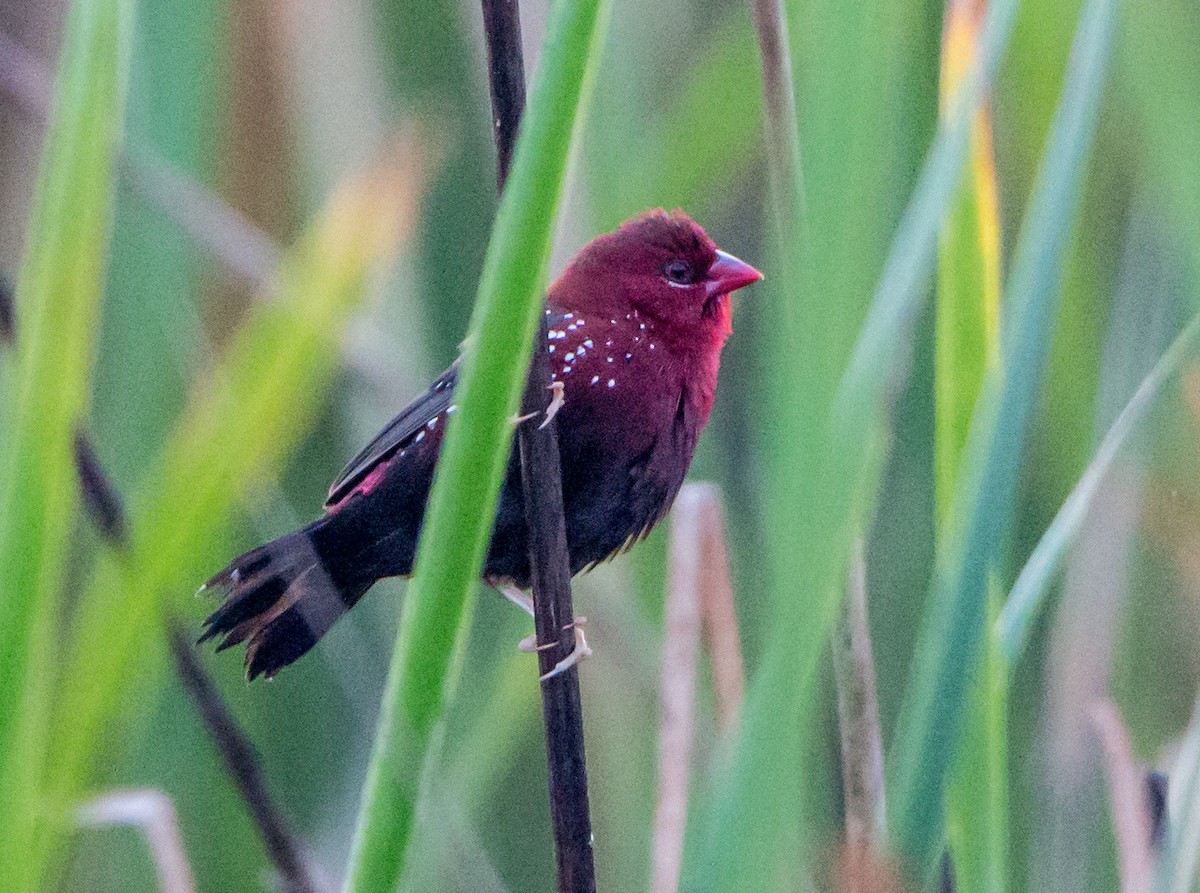 Red Avadavat - ML645838296