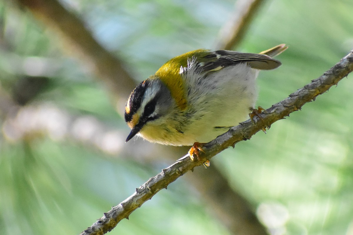 Common Firecrest - ML645838372