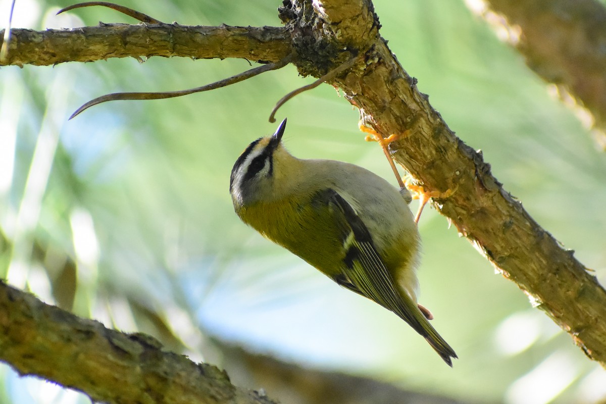 Common Firecrest - ML645838374