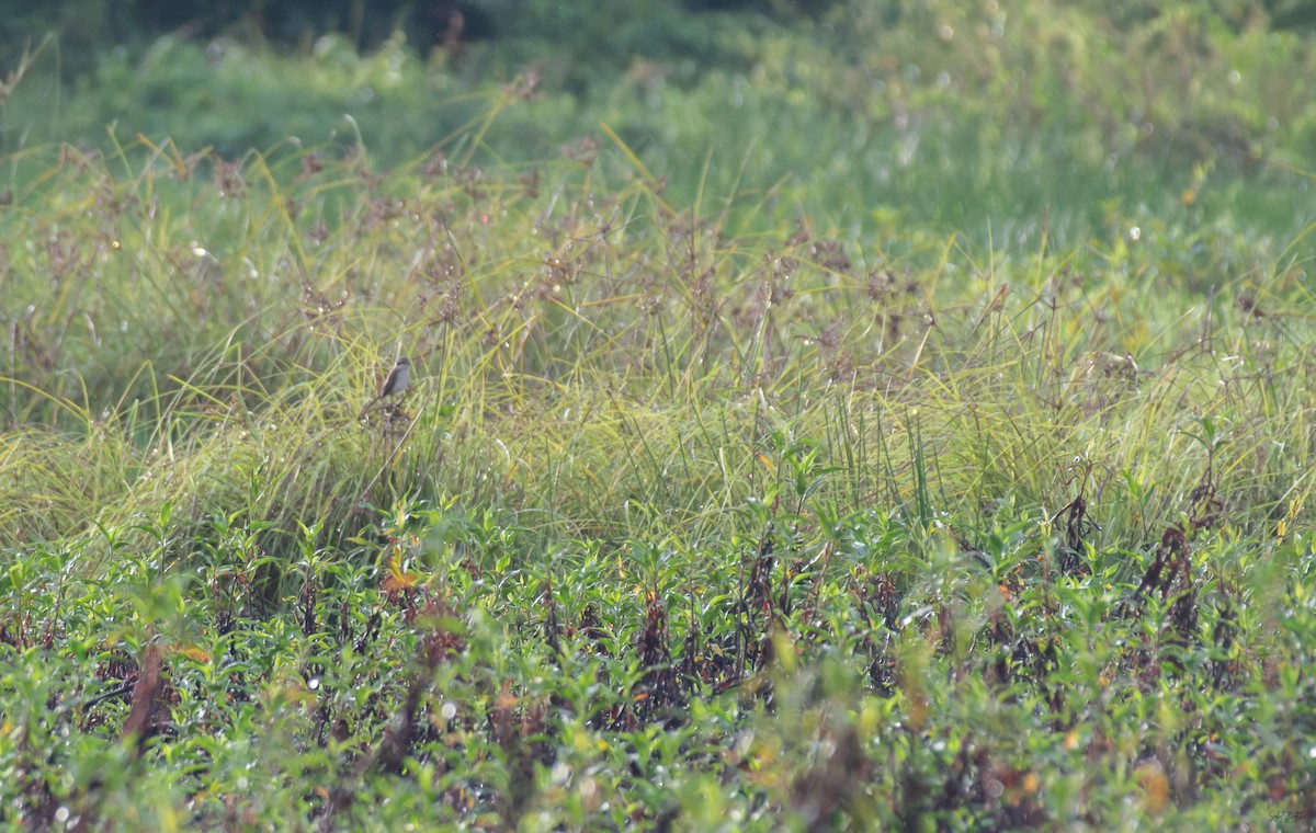 Amur Stonechat - ML645838376