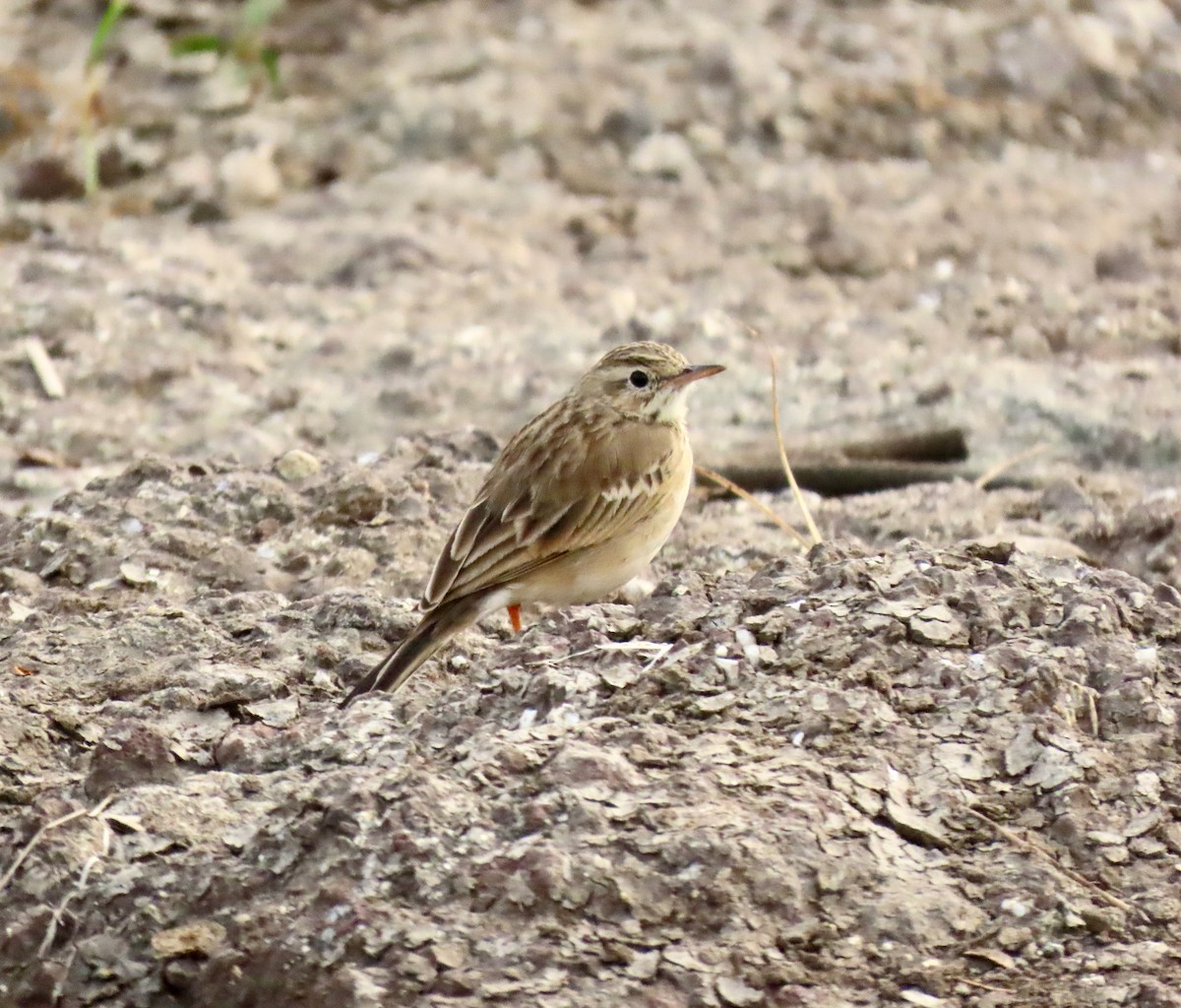 פפיון ערבות - ML645838394