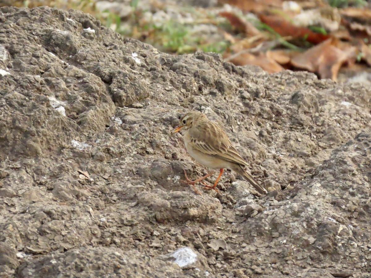 פפיון ערבות - ML645838396