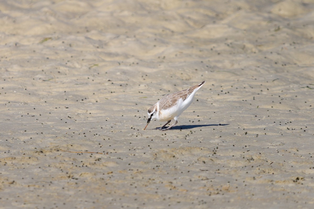 Белолобый зуёк - ML645838400