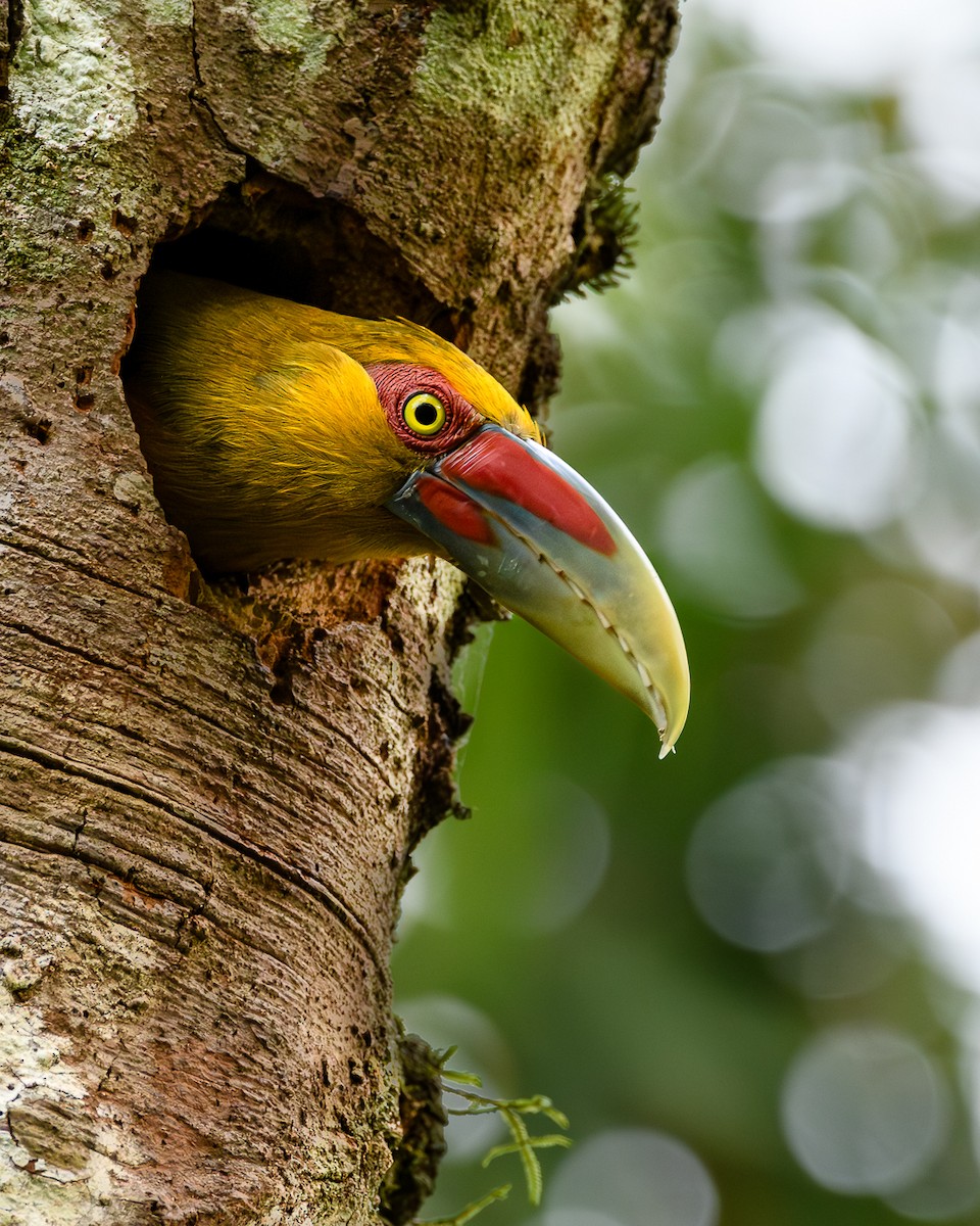Saffron Toucanet - ML645838403