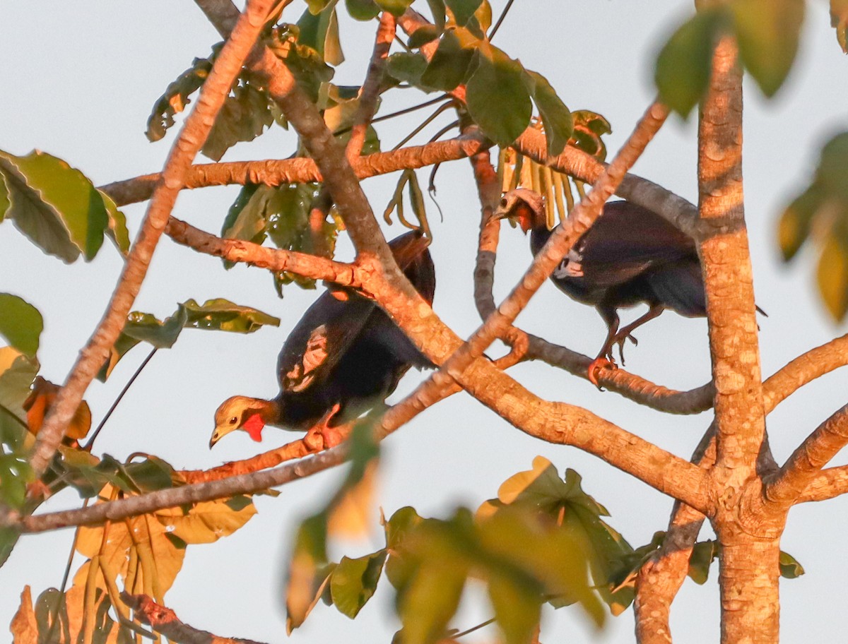 Red-throated Piping-Guan - ML645838417