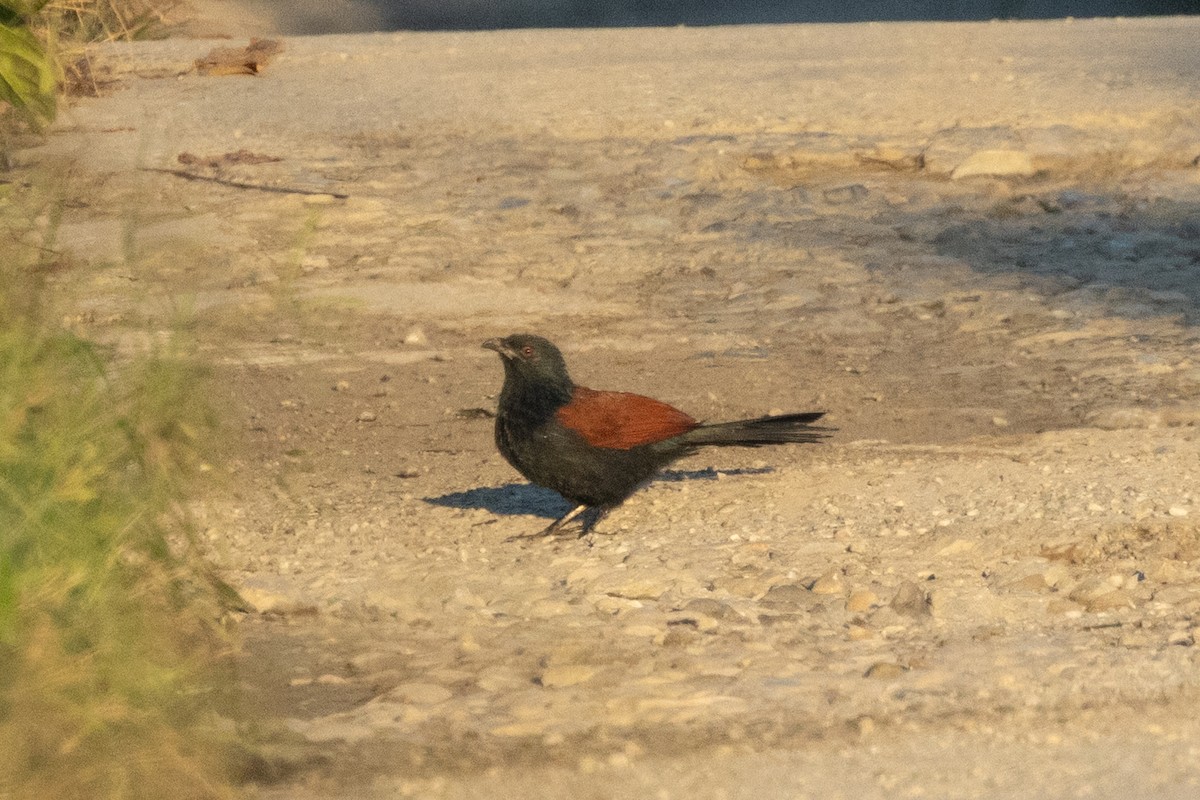 Greater Coucal - Kalpesh Krishna