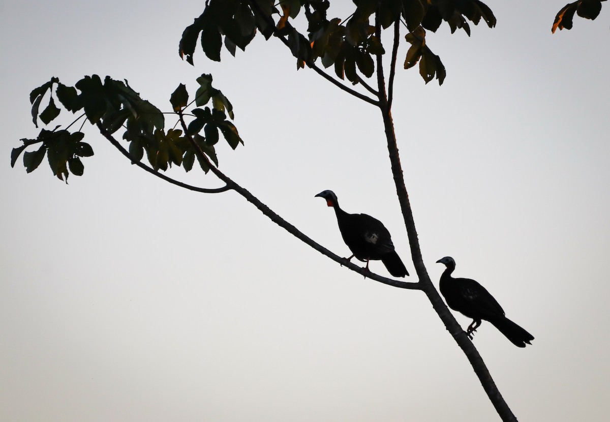 Red-throated Piping-Guan - ML645838424