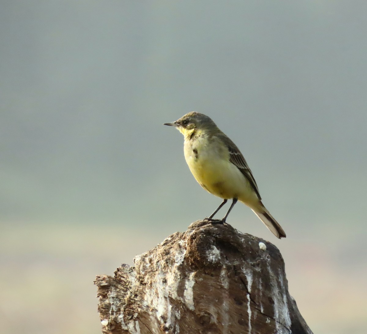 נחליאלי צהוב - ML645838426