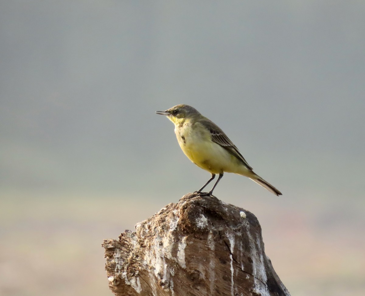 נחליאלי צהוב - ML645838427