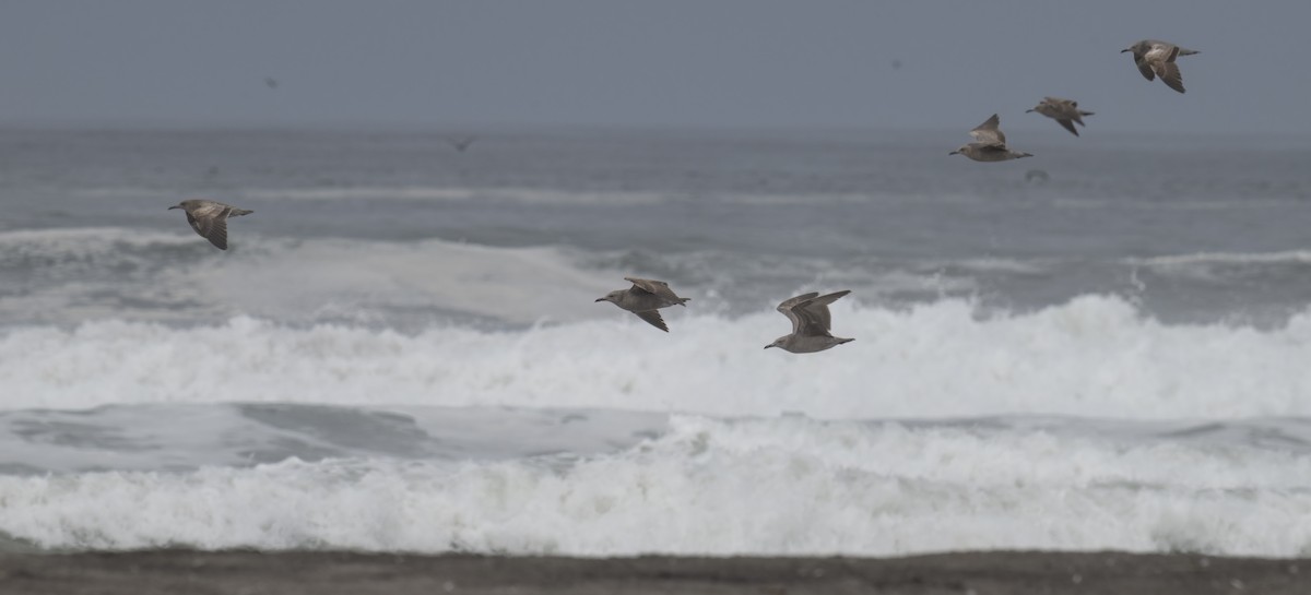 Gray Gull - ML645838437