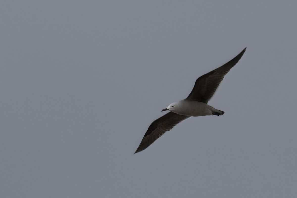 Gray Gull - ML645838441