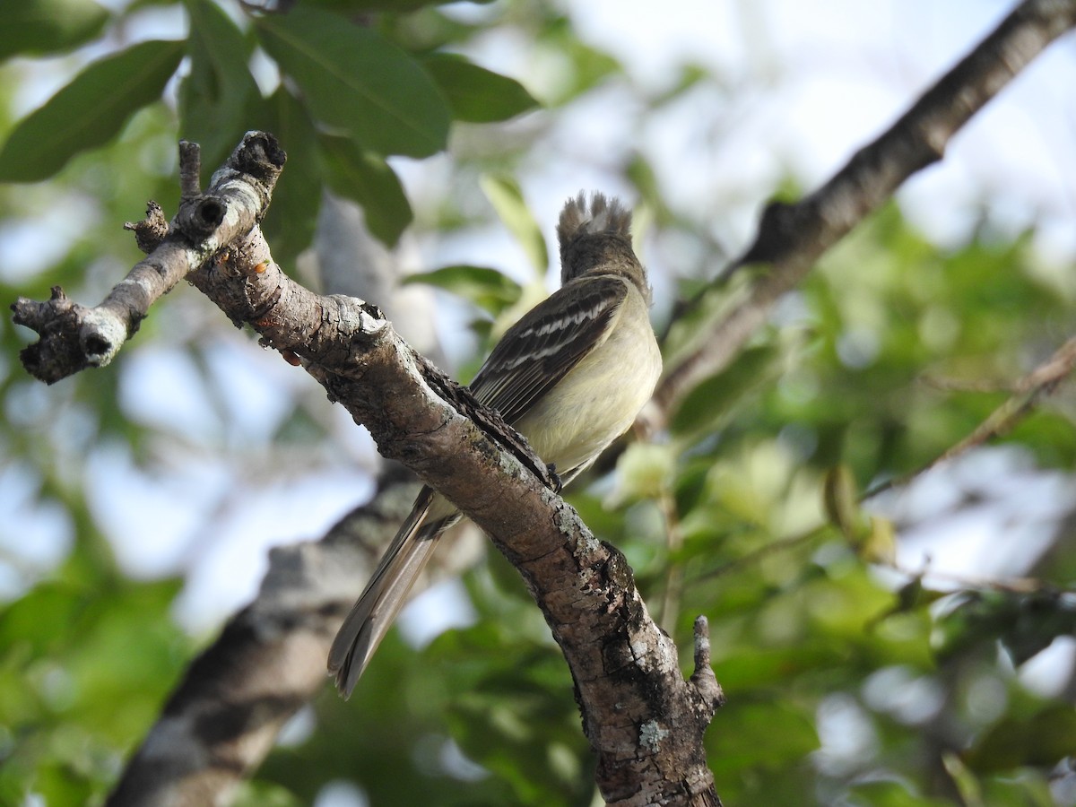 Yellow-bellied Elaenia - ML645838444