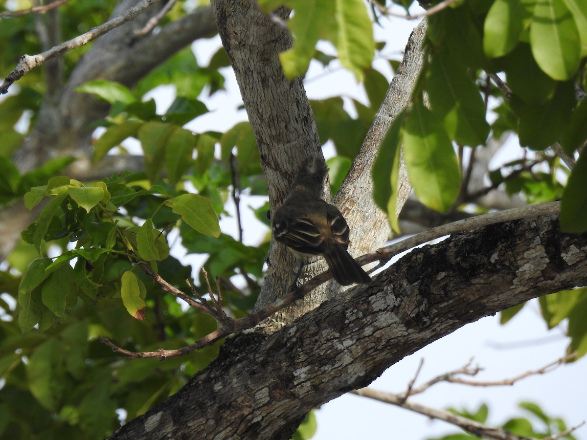 Yellow-bellied Elaenia - ML645838445