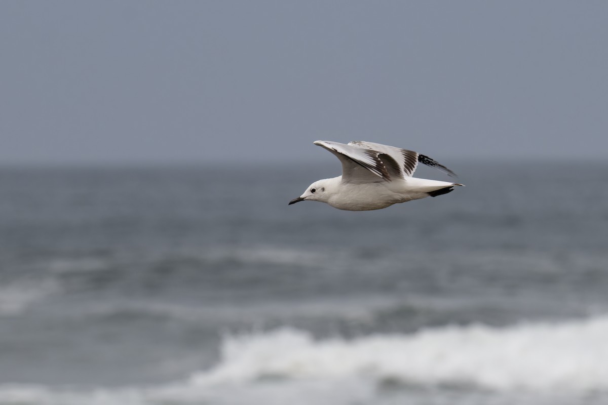 Mouette des Andes - ML645838451