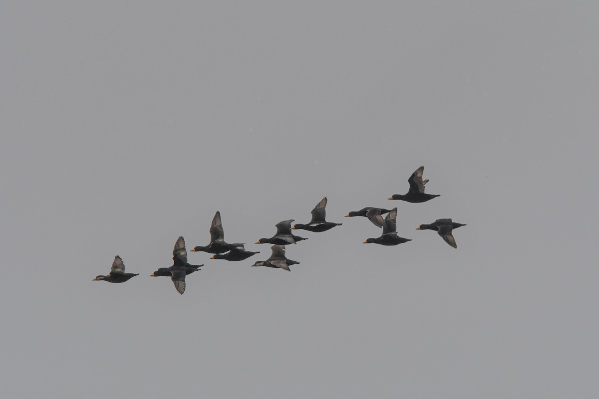 Black Scoter - ML645838453