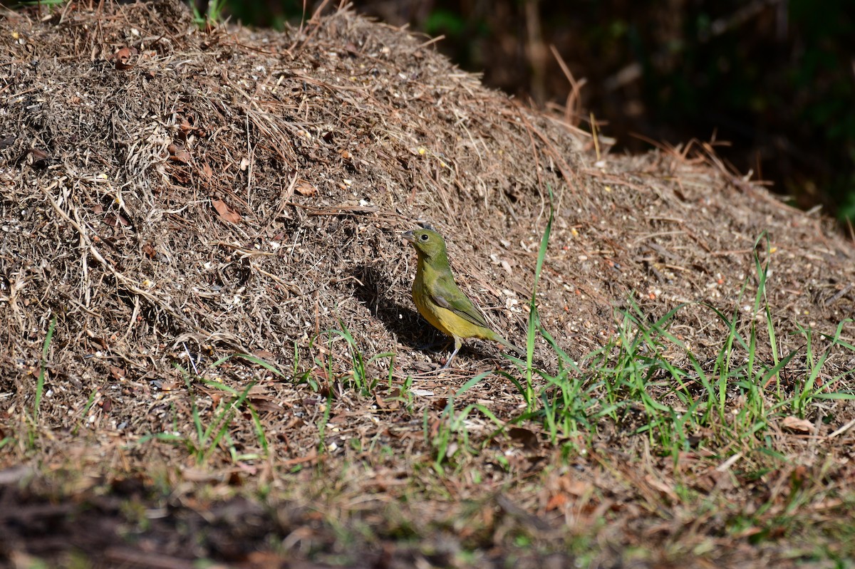 Painted Bunting - ML645838454