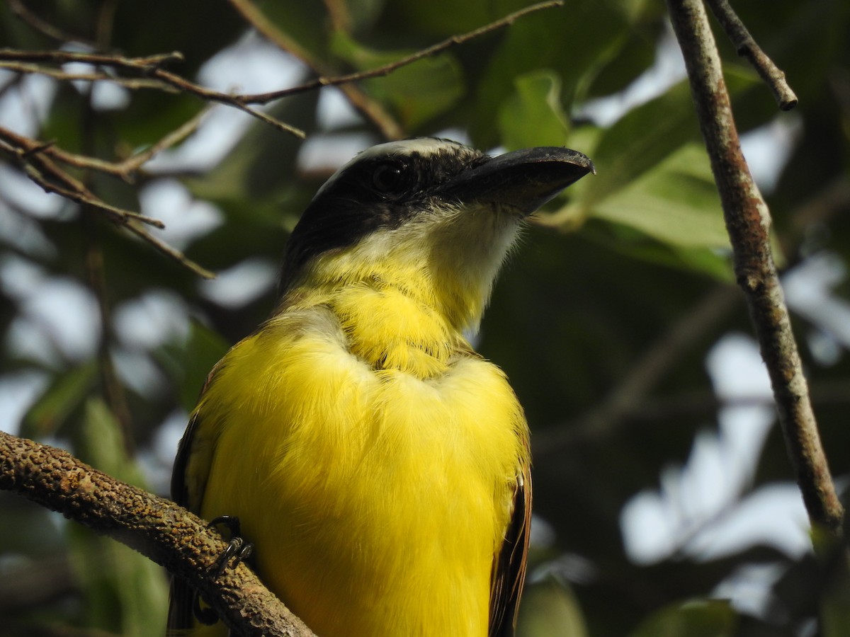 Boat-billed Flycatcher - ML645838464