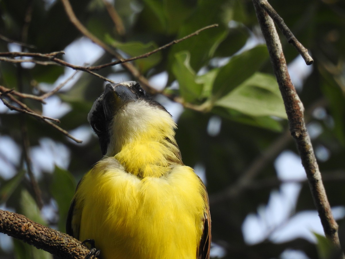 Boat-billed Flycatcher - ML645838466