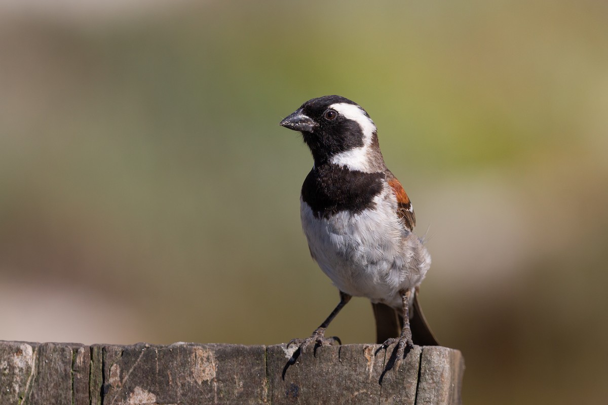Cape Sparrow - ML645838467