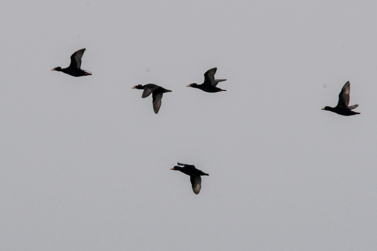 Surf Scoter - ML645838468