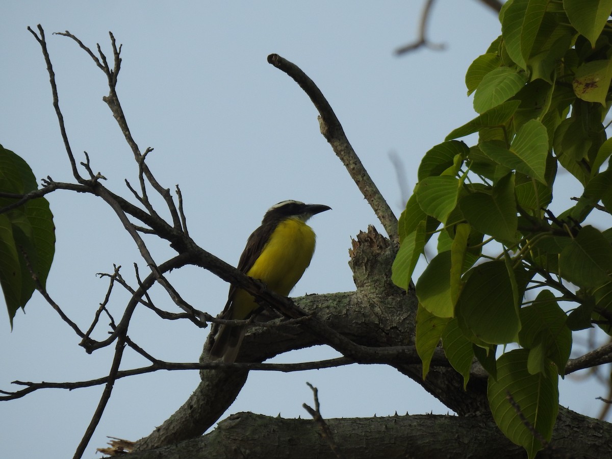 Boat-billed Flycatcher - ML645838469