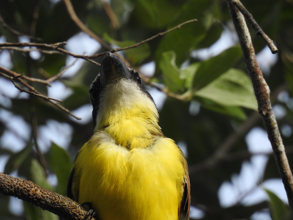 Boat-billed Flycatcher - ML645838470
