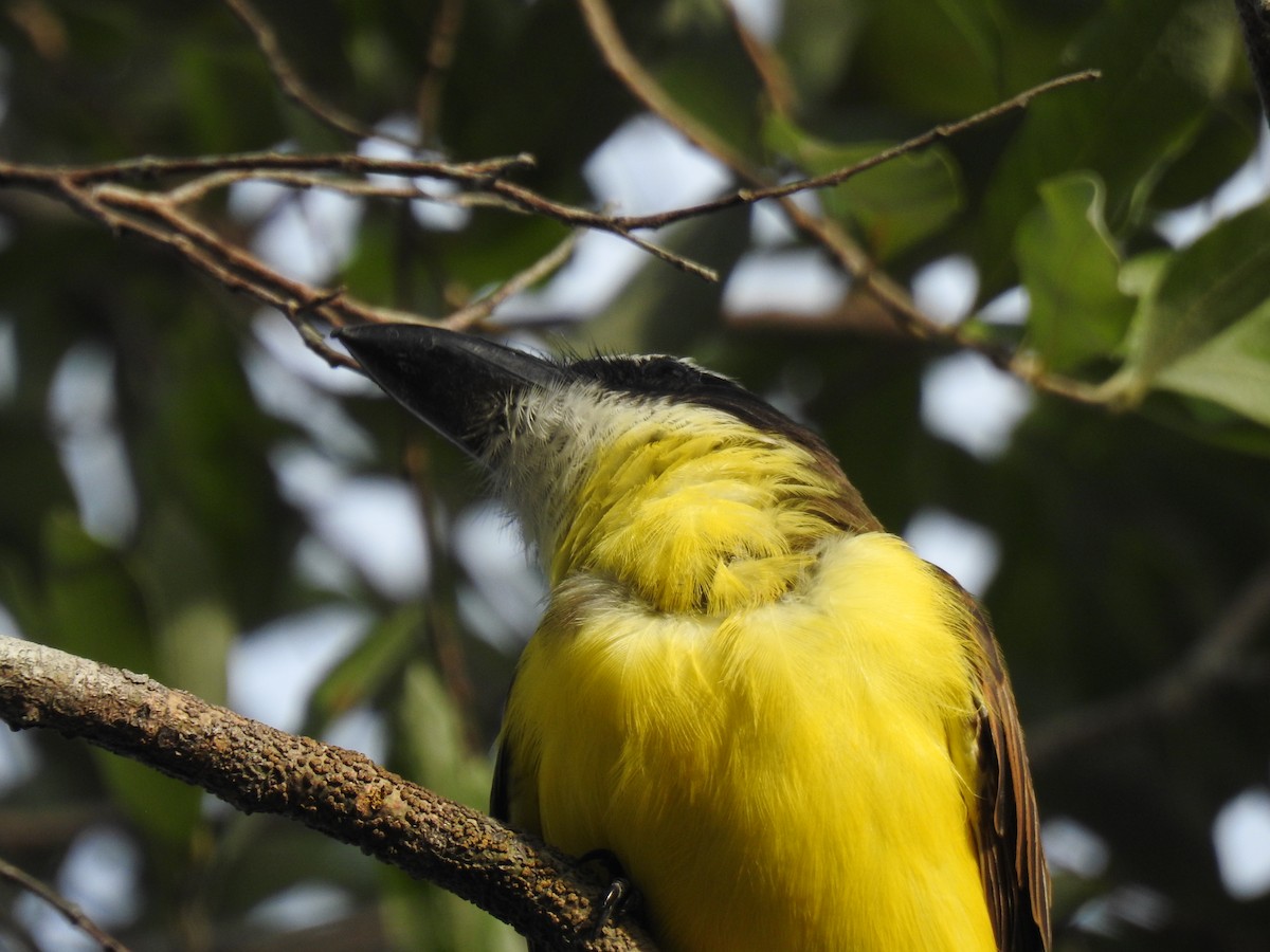 Boat-billed Flycatcher - ML645838471