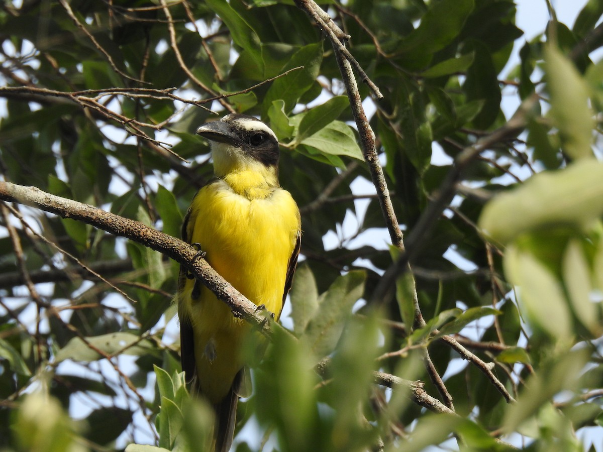 Boat-billed Flycatcher - ML645838472