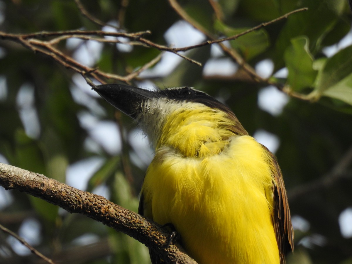 Boat-billed Flycatcher - ML645838473