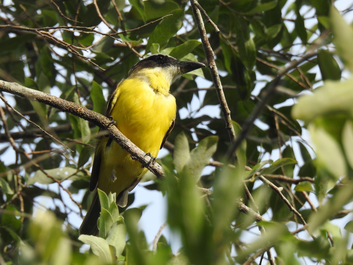 Boat-billed Flycatcher - ML645838474