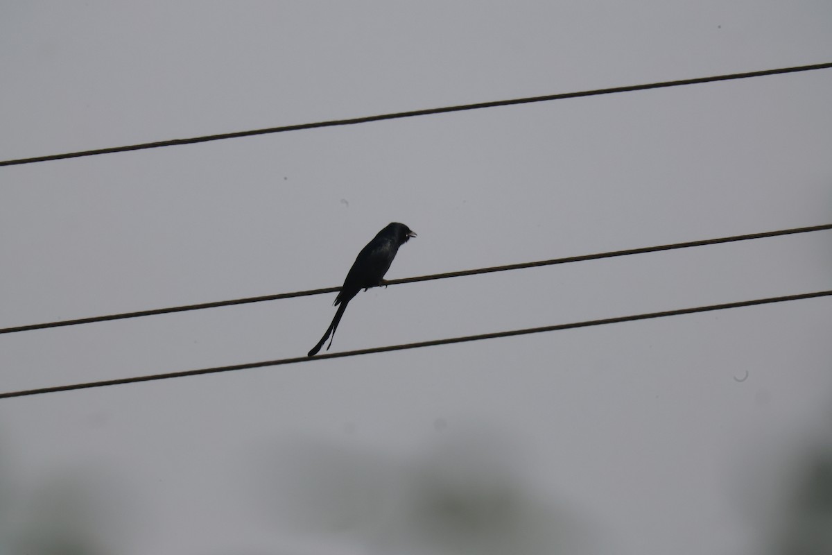 דרונגו שחור - ML645838475