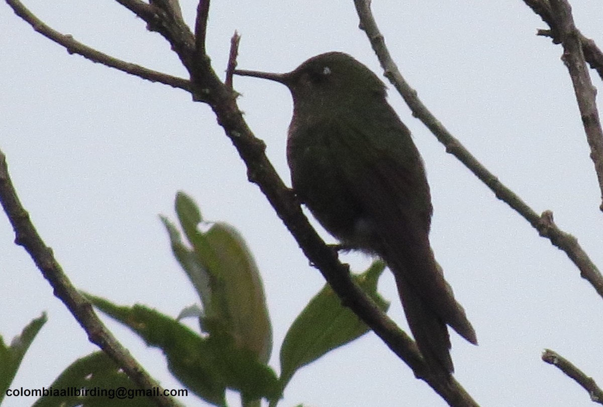 Black-thighed Puffleg - ML645838476