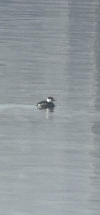 טבלן לבן-לחיים - ML645838477