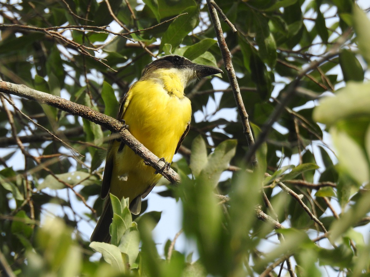 Boat-billed Flycatcher - ML645838478