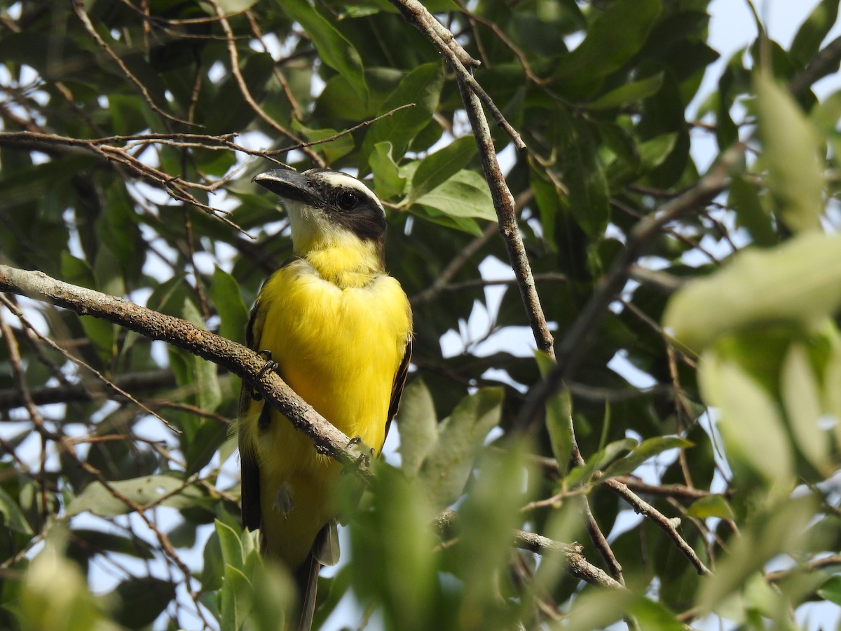 Boat-billed Flycatcher - ML645838479