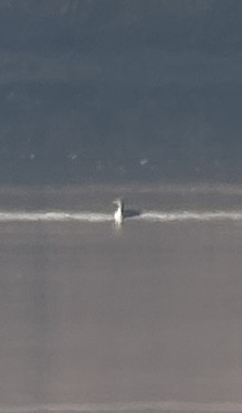 צוללן אדום-גרון - ML645838482