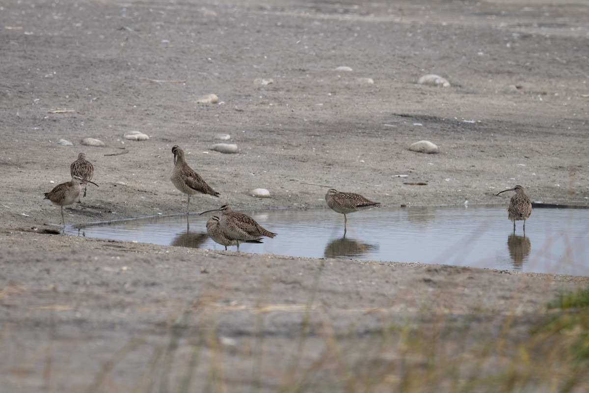 חרמשון אמריקאי - ML645838483