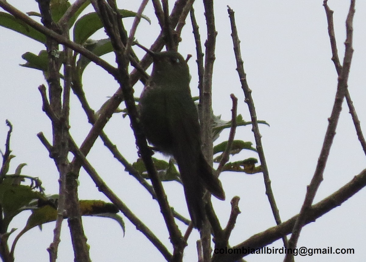 Black-thighed Puffleg - ML645838484