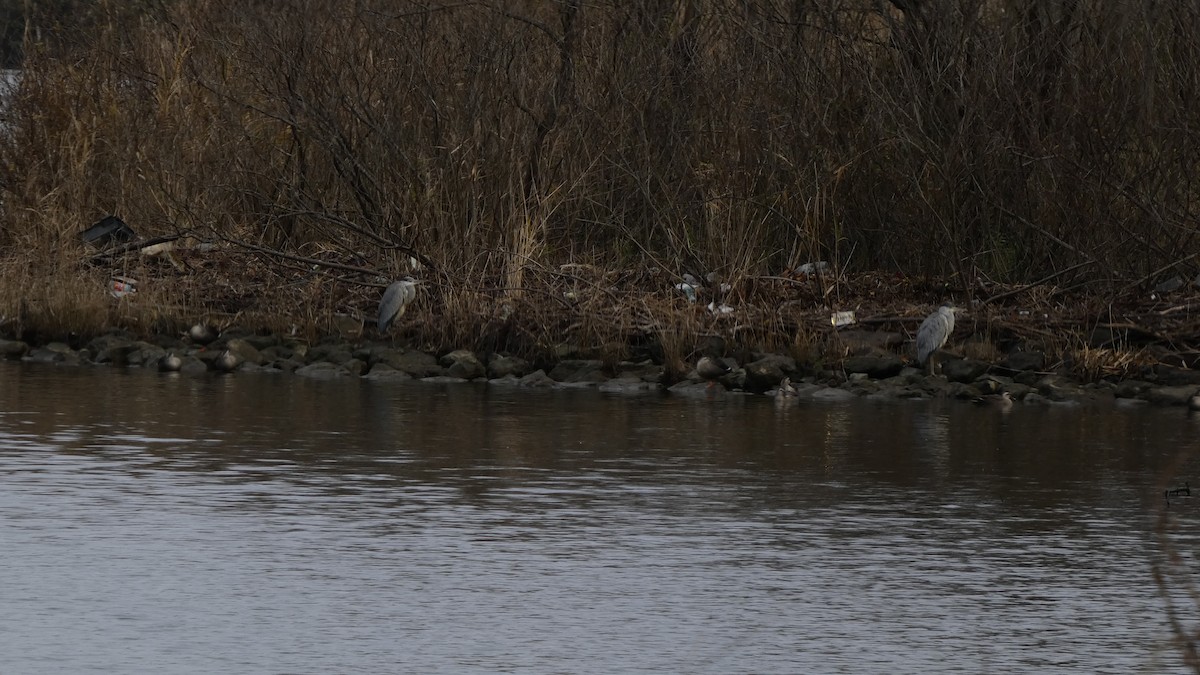 אנפה אפורה - ML645838485