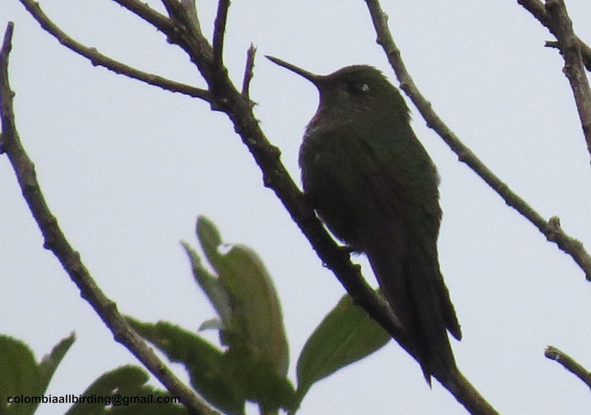 Black-thighed Puffleg - ML645838487