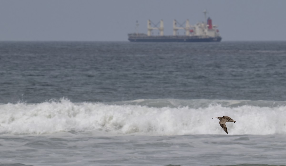 חרמשון אמריקאי - ML645838488