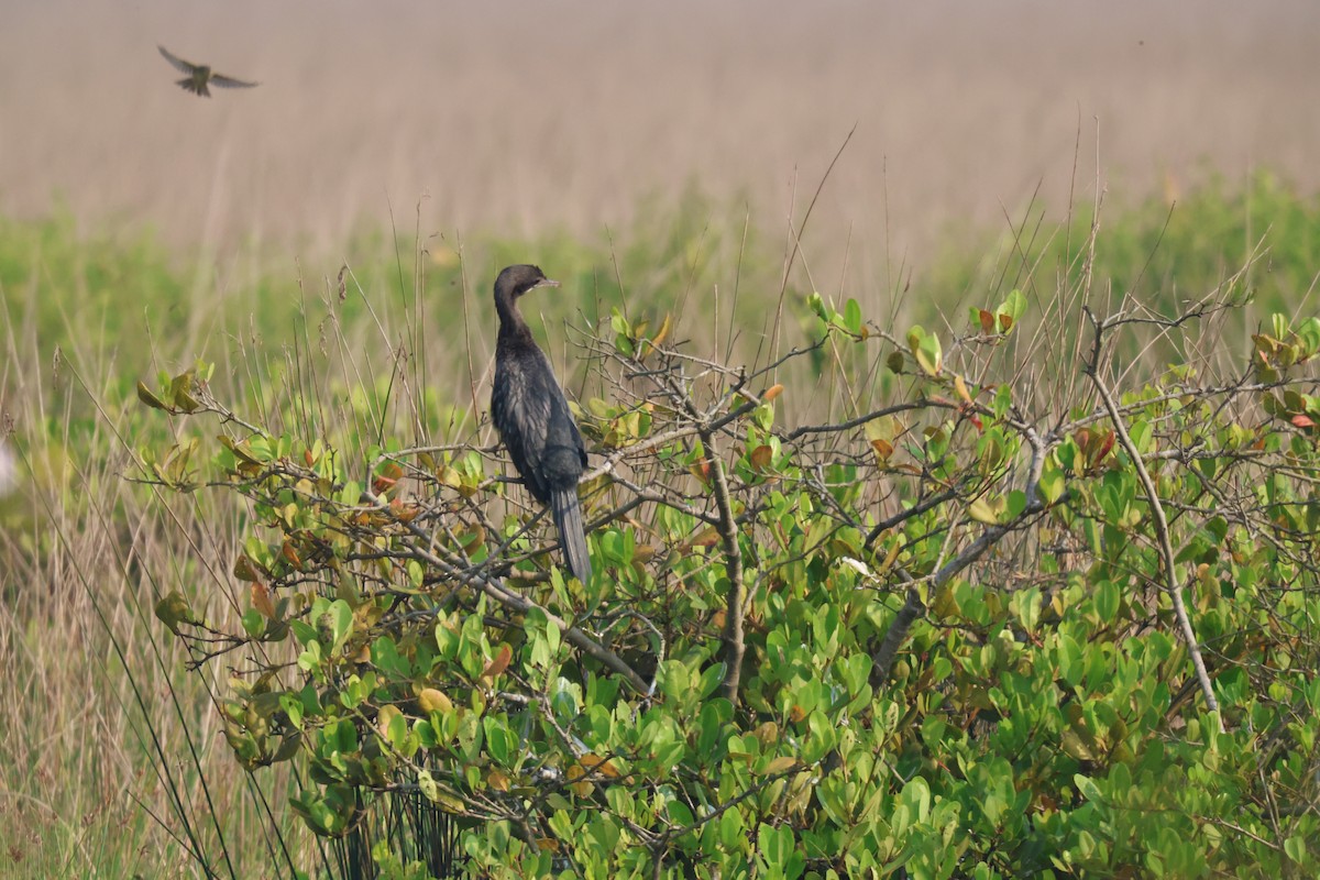 Little Cormorant - ML645838489