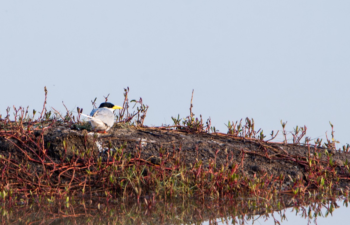 River Tern - ML645838490